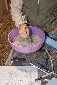 Hatchery workers spawning paddlefish