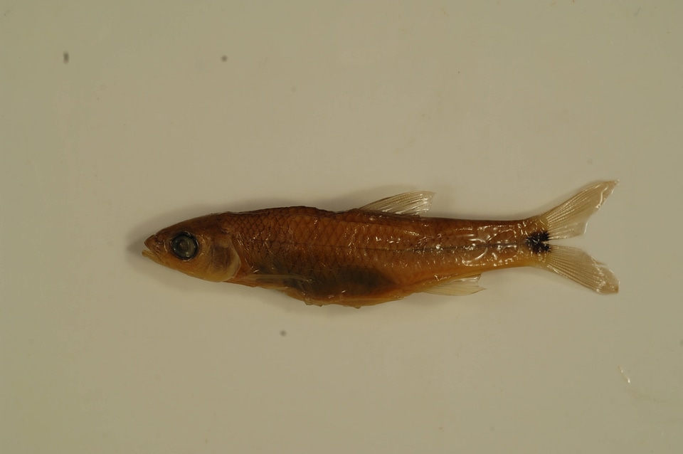 Cyprinella venusta