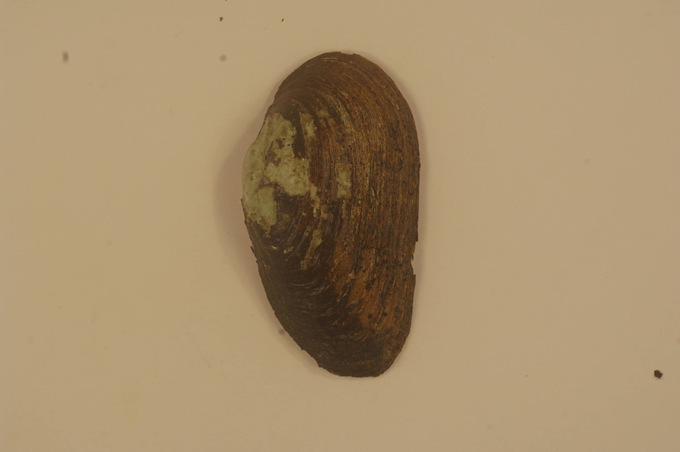 Ptychobranchus foremanianus (outside)