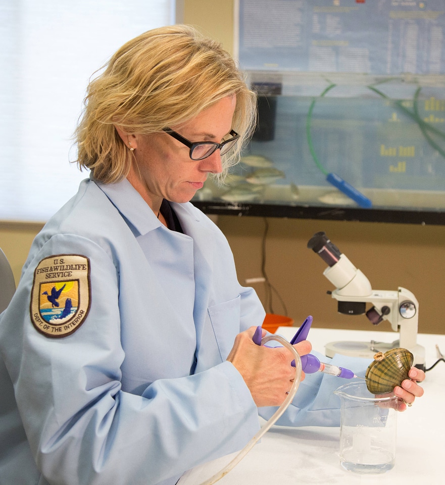 Biologist extracting glochidia from the plain pocketbook