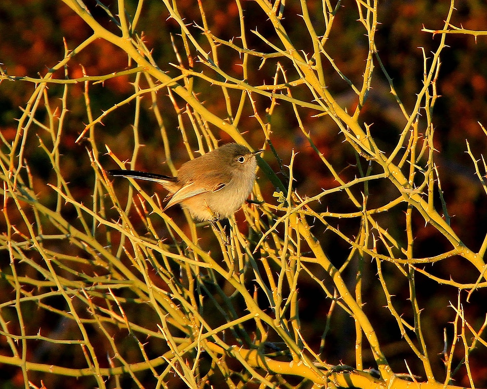 Black-tailed Gnatcatcher