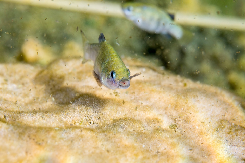 Ash Meadows Amargosa pupfish-3