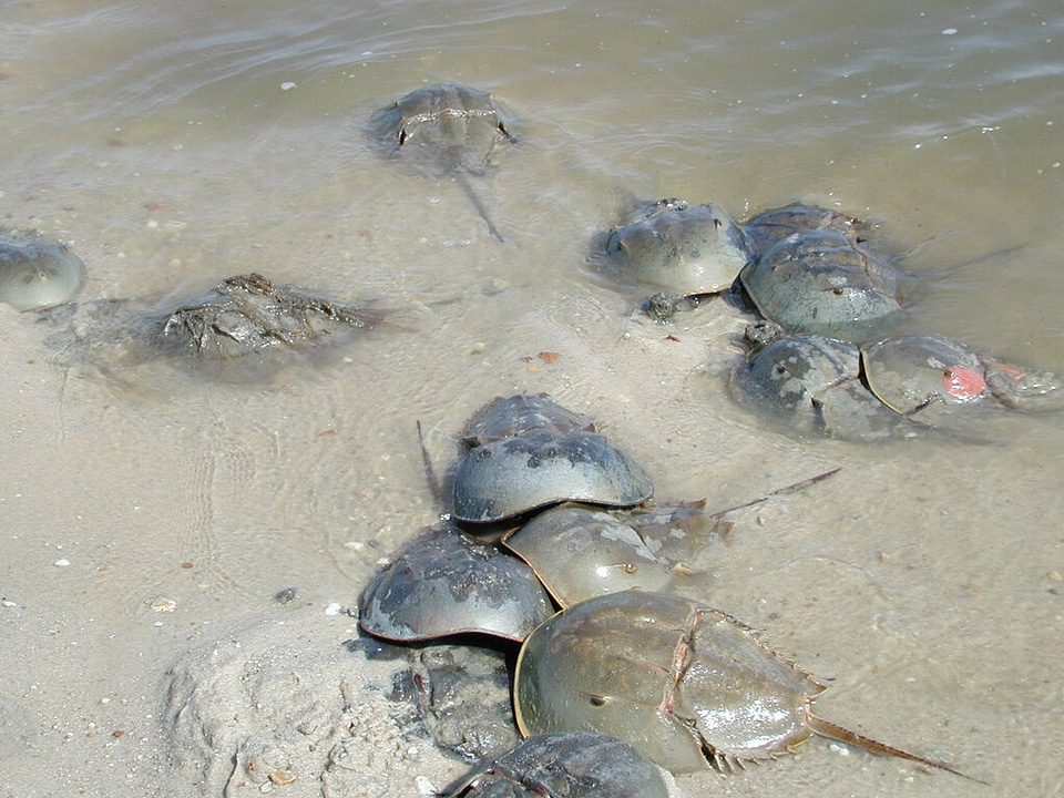 Horseshoe Crabs in water