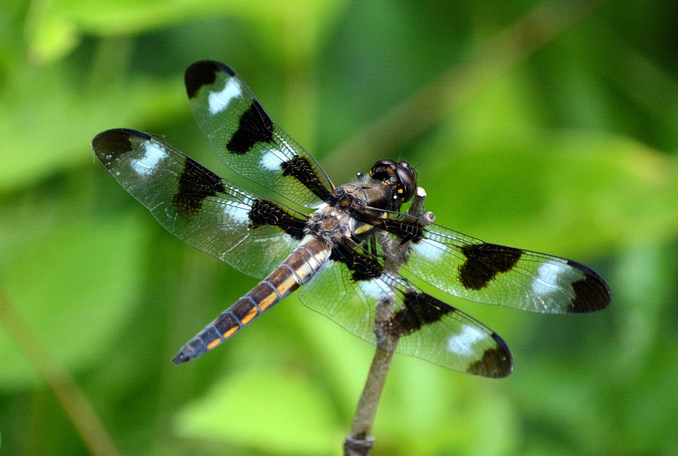 Twelve-spotted Skimmer