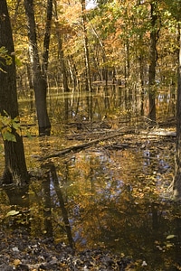 Autumn trees standing in water photo