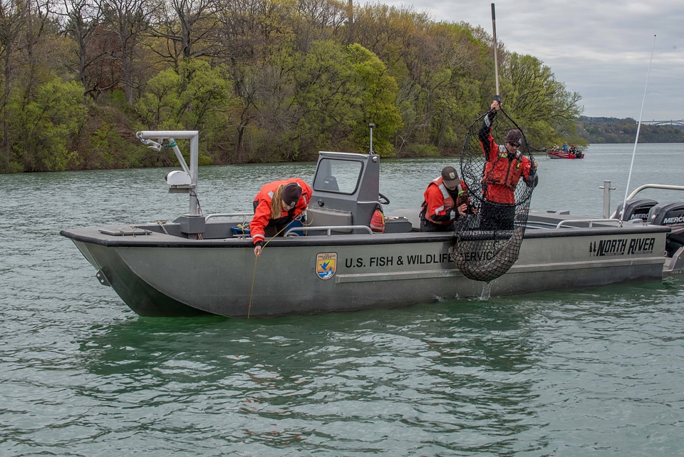 USFWS Fisheries crew in boat capturing lake sturgeon-1