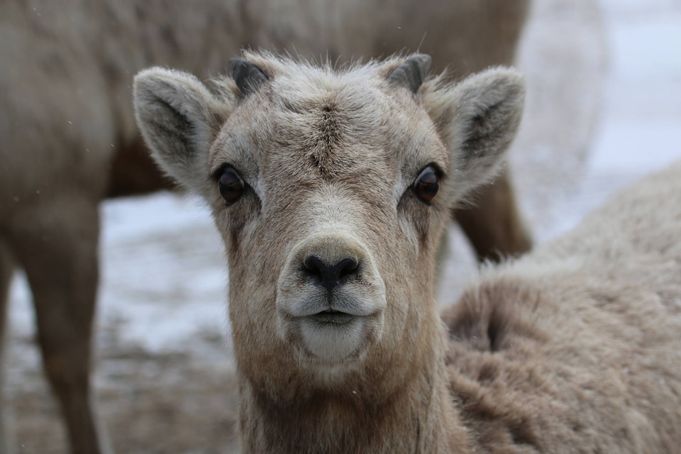 Bighorn sheep lamb