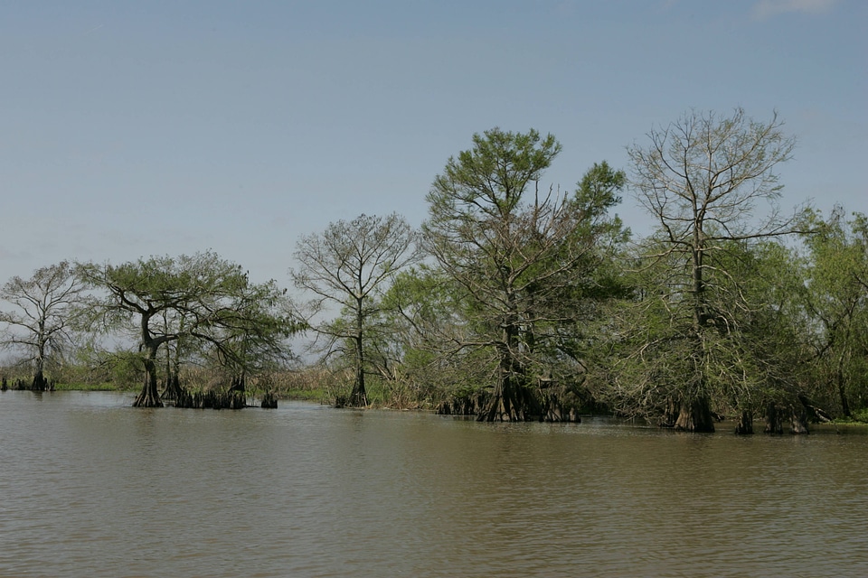 Cypress tress in water at Lacassine National Wildlife Refuge