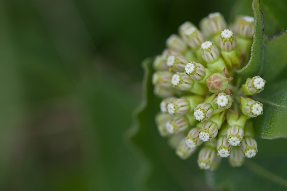 Green Comet Milkweed