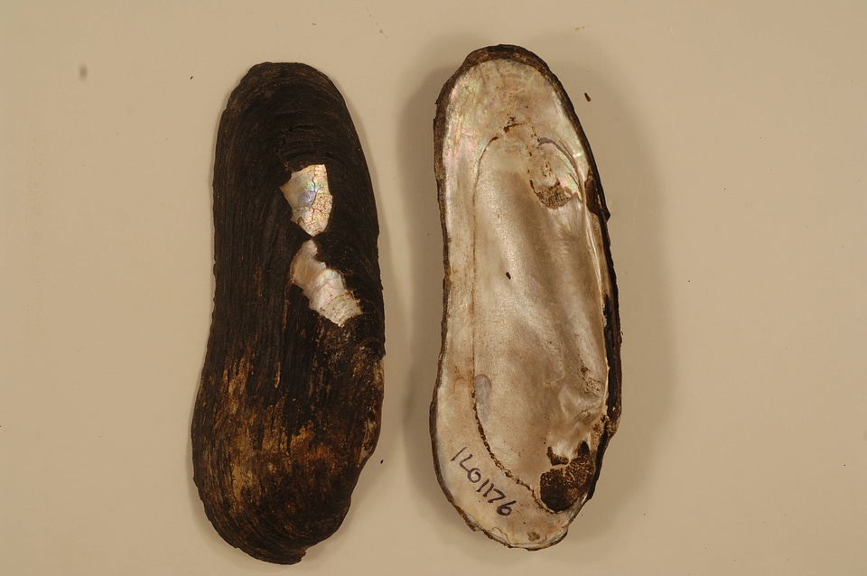 Margaritifera monodonta