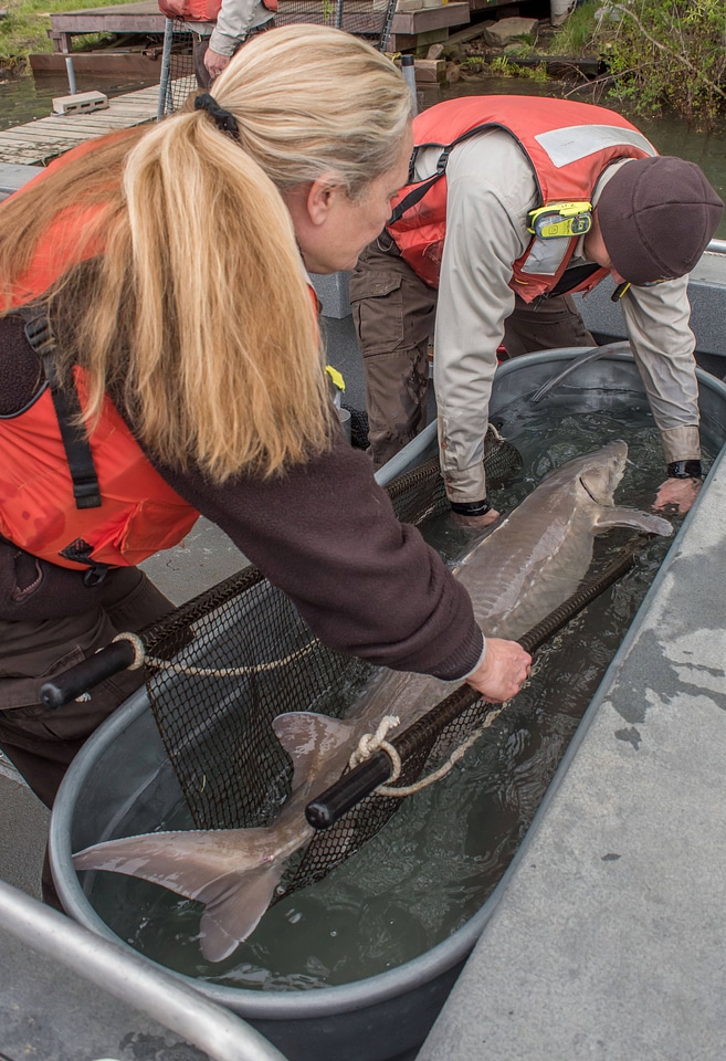 USFWS Fisheries workers