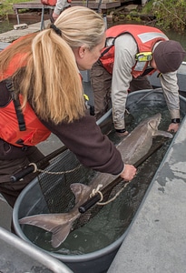 USFWS Fisheries workers