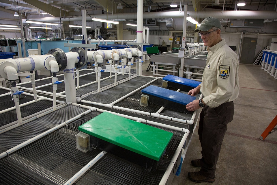 Fishery employee feeds fish