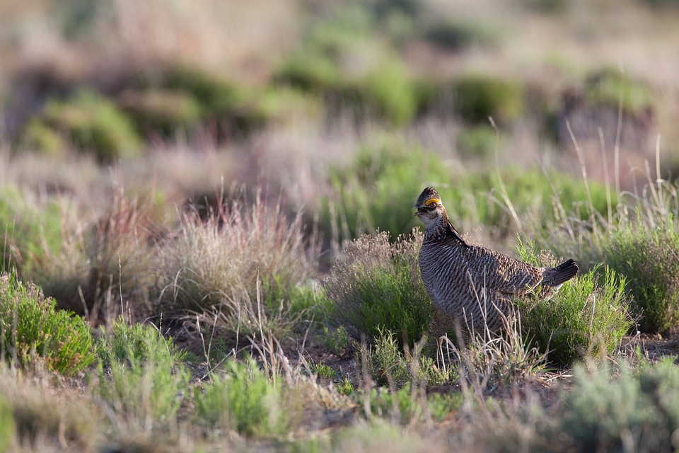 Lesser Prairie-Chicken-1