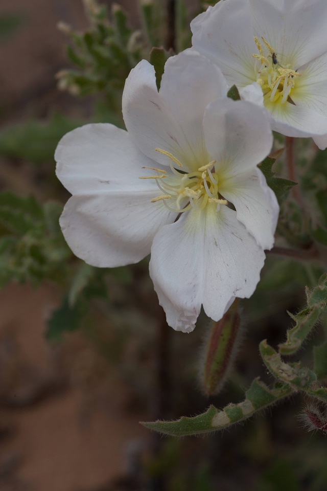 White-stem Evening-primrose