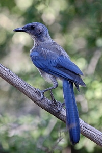 Western Scrub-Jay photo