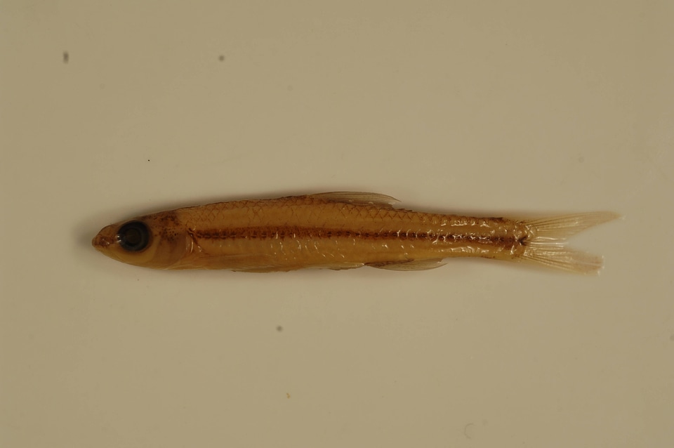 Notropis procne