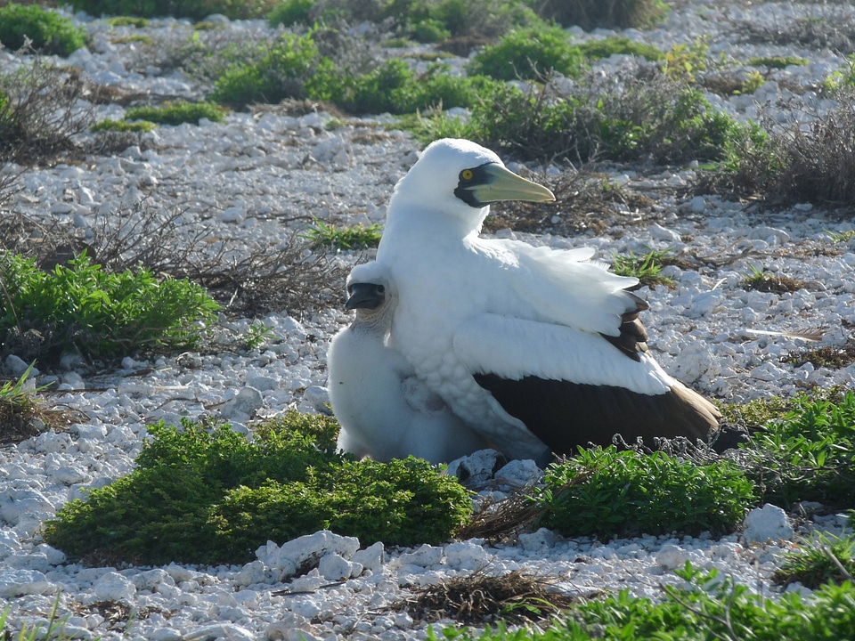 Masked Booby and chick