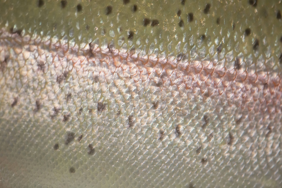 Close-up of Rainbow trout scales