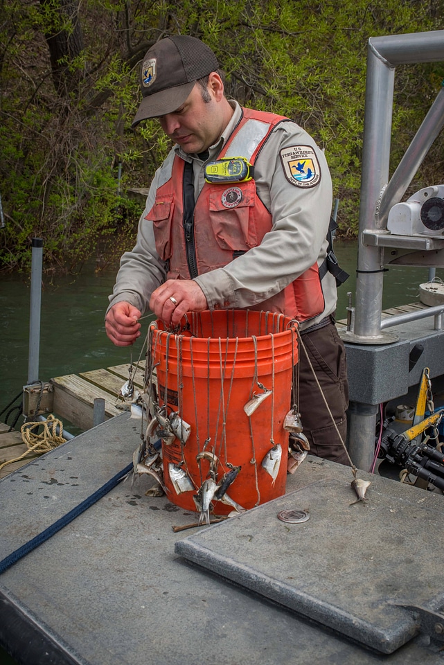 USFWS Fisheries workers bait hooks for Lake sturgeon capture-1