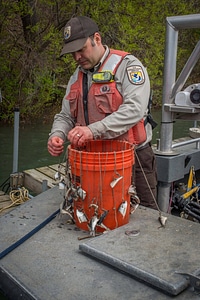 USFWS Fisheries workers bait hooks for Lake sturgeon capture-1