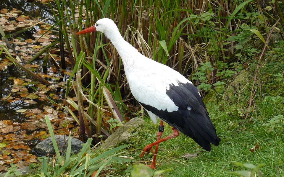 Bird animal nature