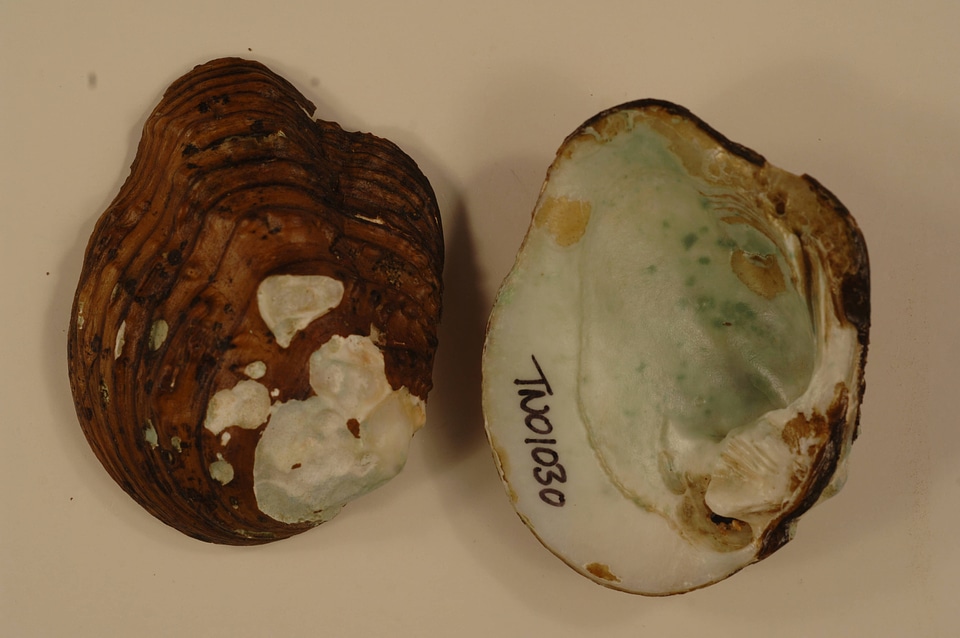 Theliderma metanevra-1