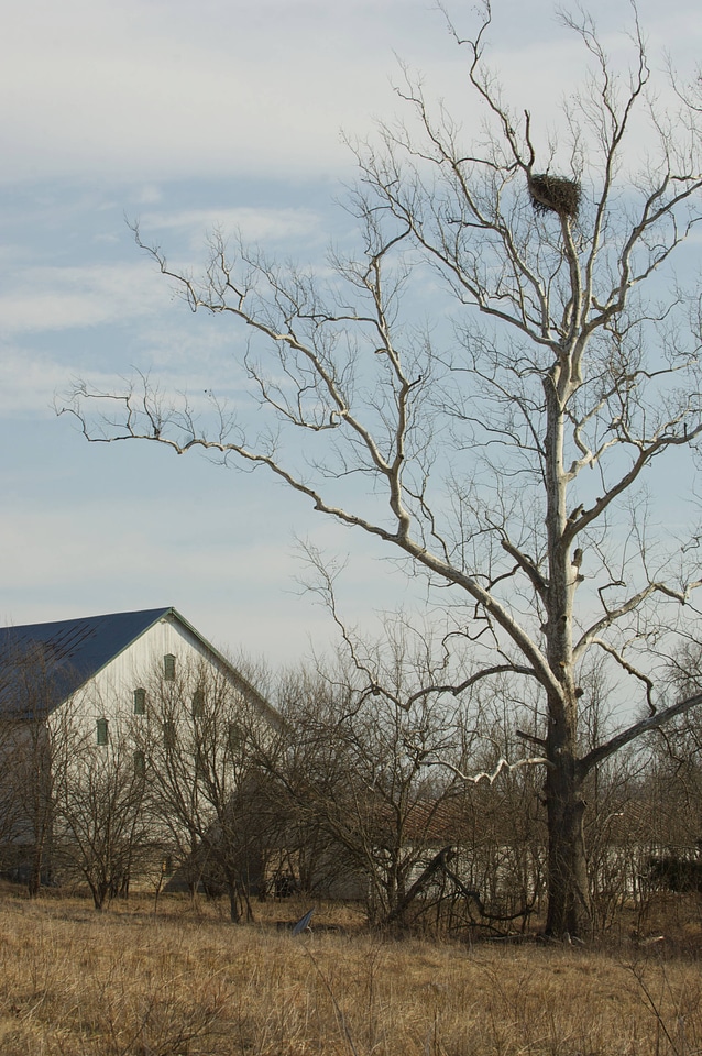 NCTC Eagle's nest-1