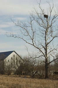 NCTC Eagle's nest-1