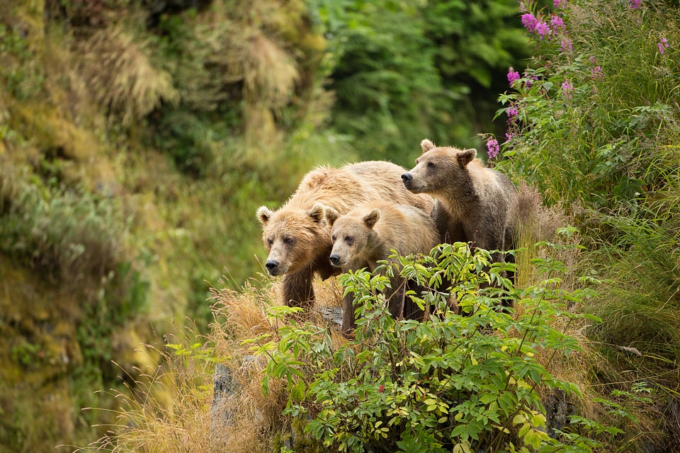 Kodiak brown bear with cubs-1
