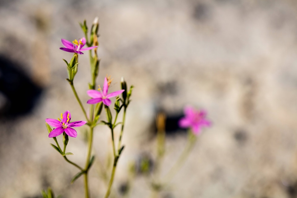 Spring-loving centaury-1