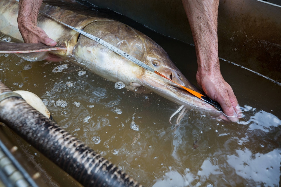 Fisheries biologists measure Gulf sturgeon-1