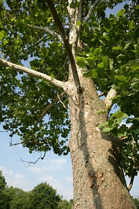Looking up a Sycamore tree