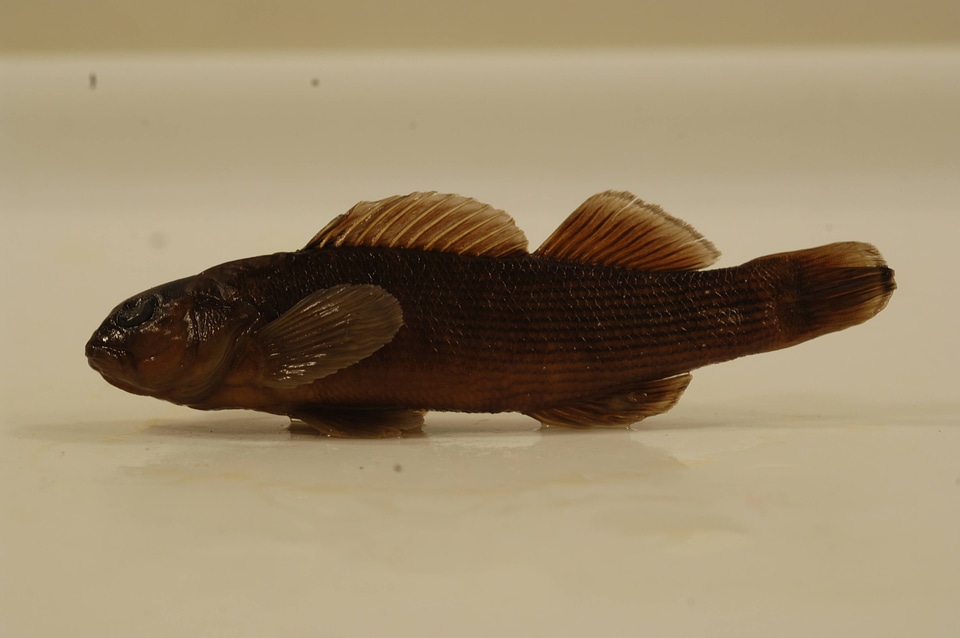 Etheostoma camurum