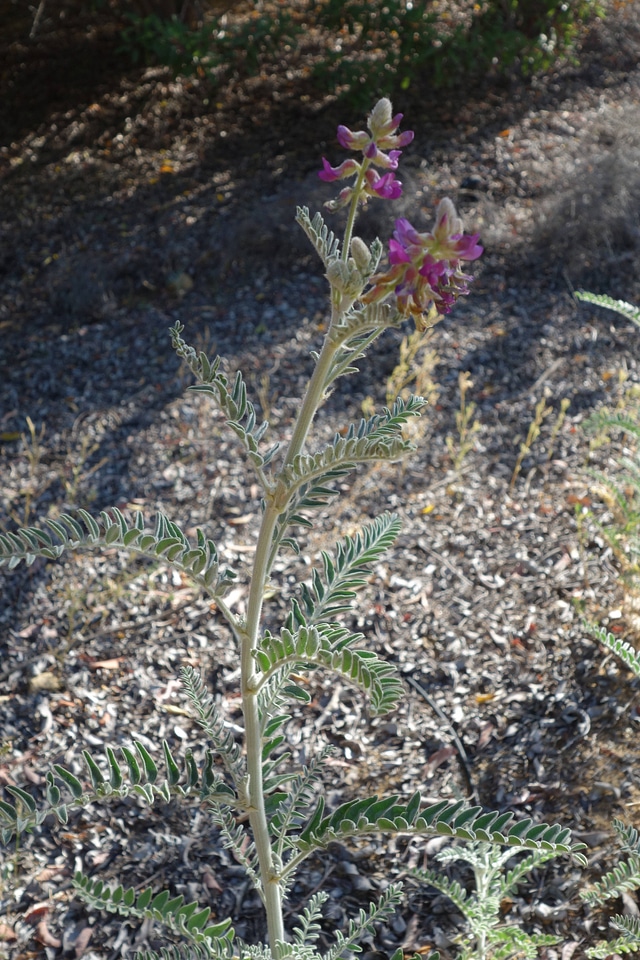 Endangered Braunton's milk-vetch