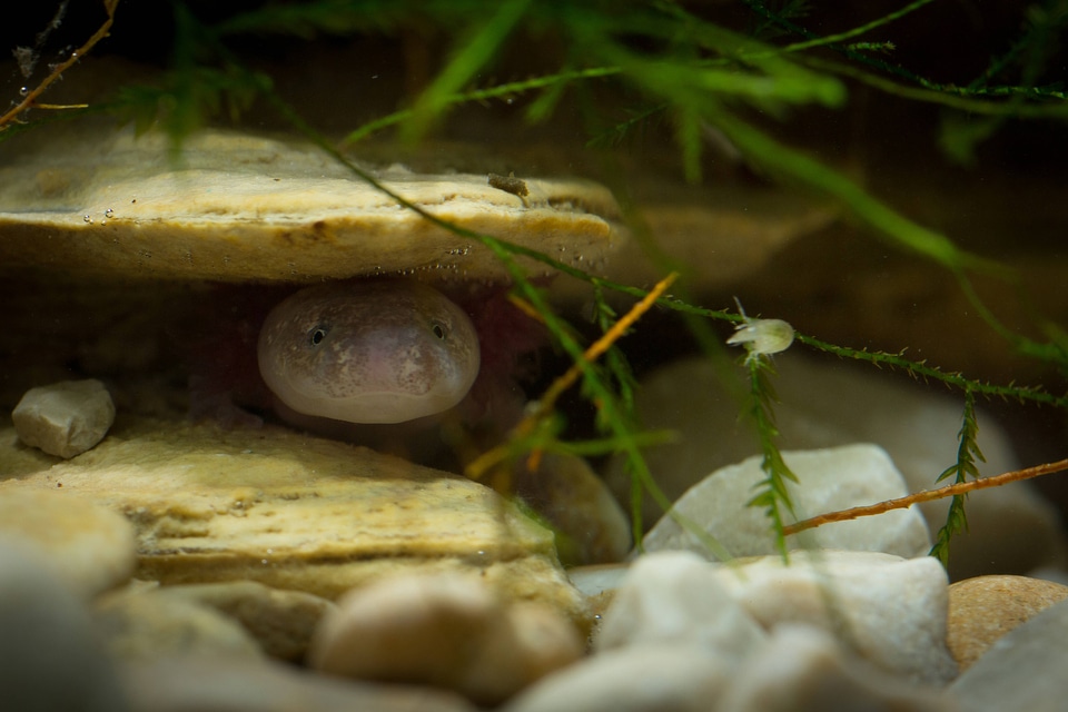 Barton Springs Salamander-1