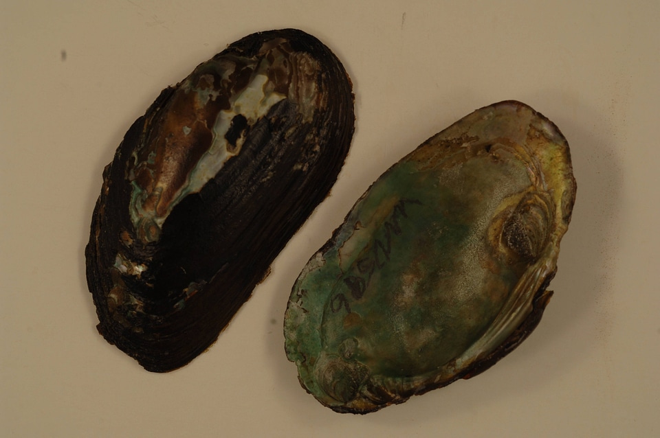 Elliptio complanata-2