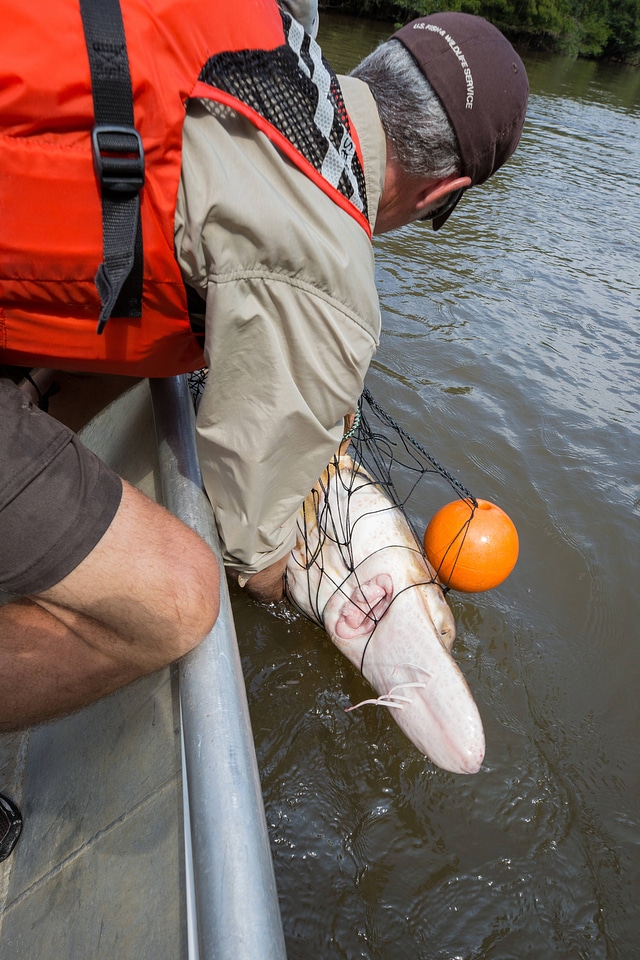 Biologist with gulf sturgeon on the Choctawhatchee River-1
