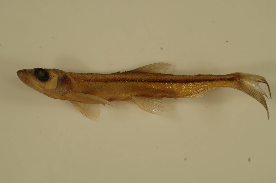 Osmerus mordax mordax