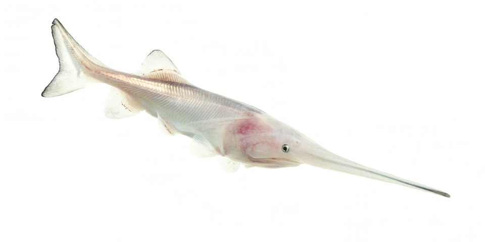 American paddlefish leucism
