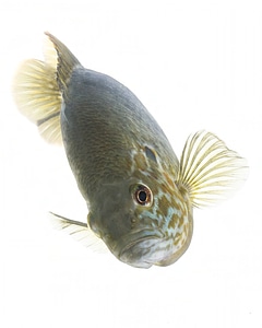 Hybrid sunfish photo