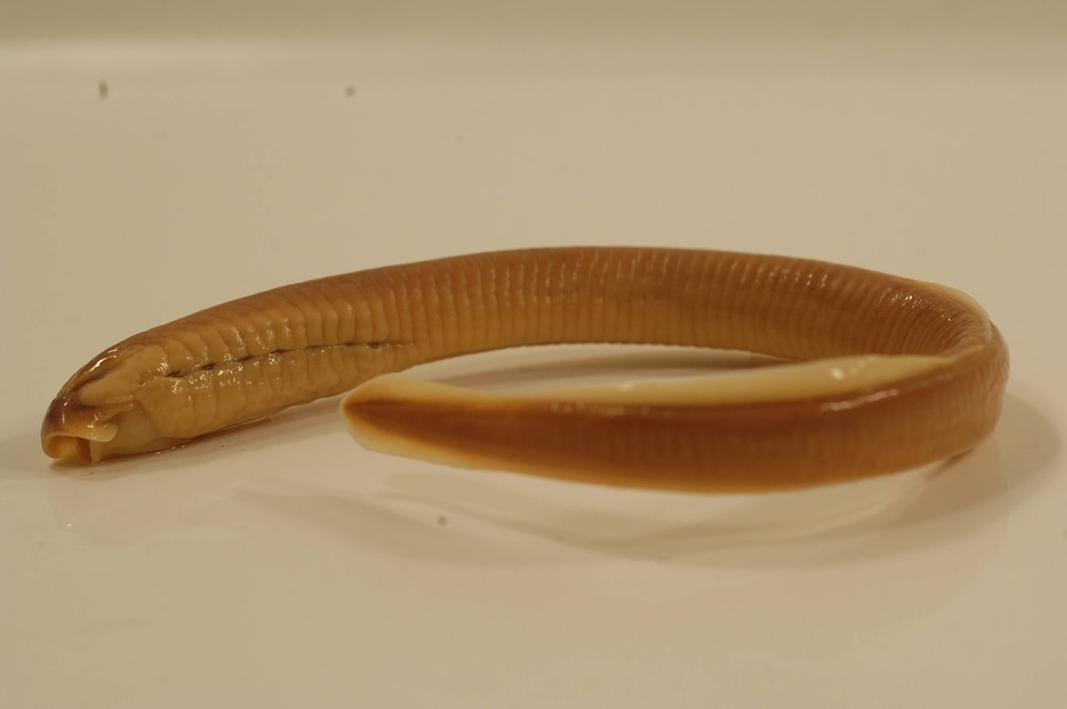 Lethenteron appendix-1