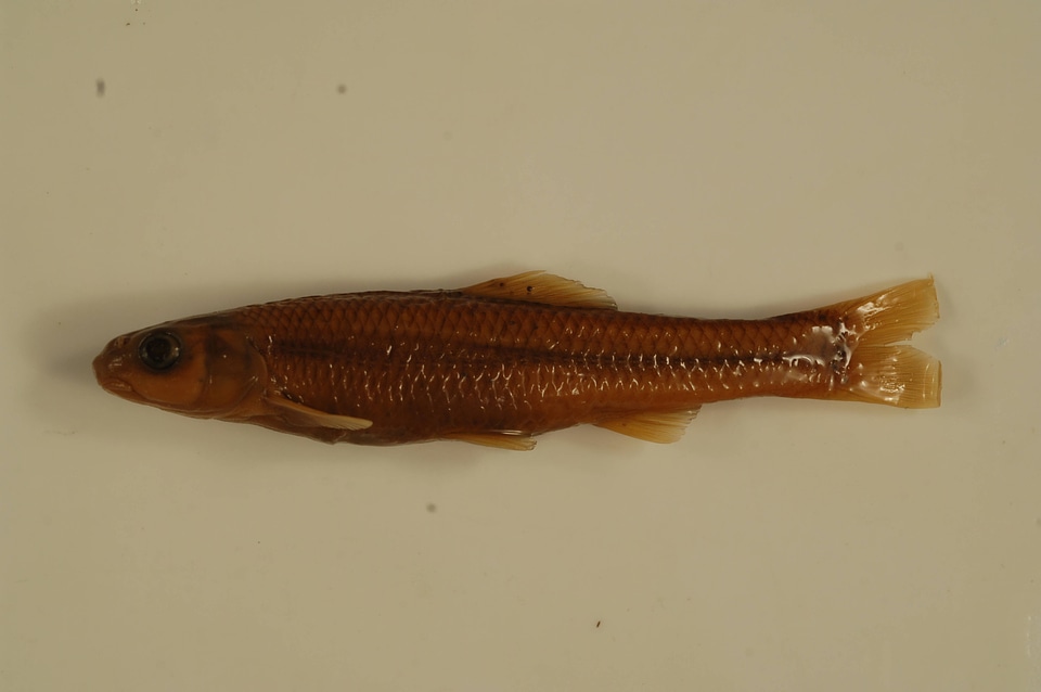 Pimephales notatus-2