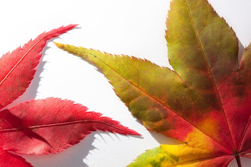 Hebrst autumn colours maple