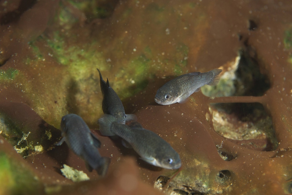 Captive Devils Hole pupfish-4