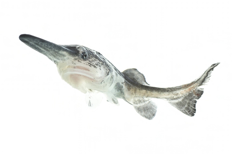 American paddlefish 
