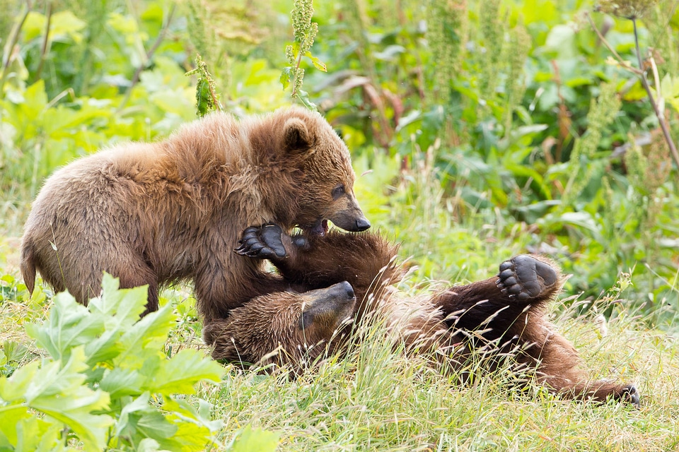 Kodiak brown bear cubs playing-1
