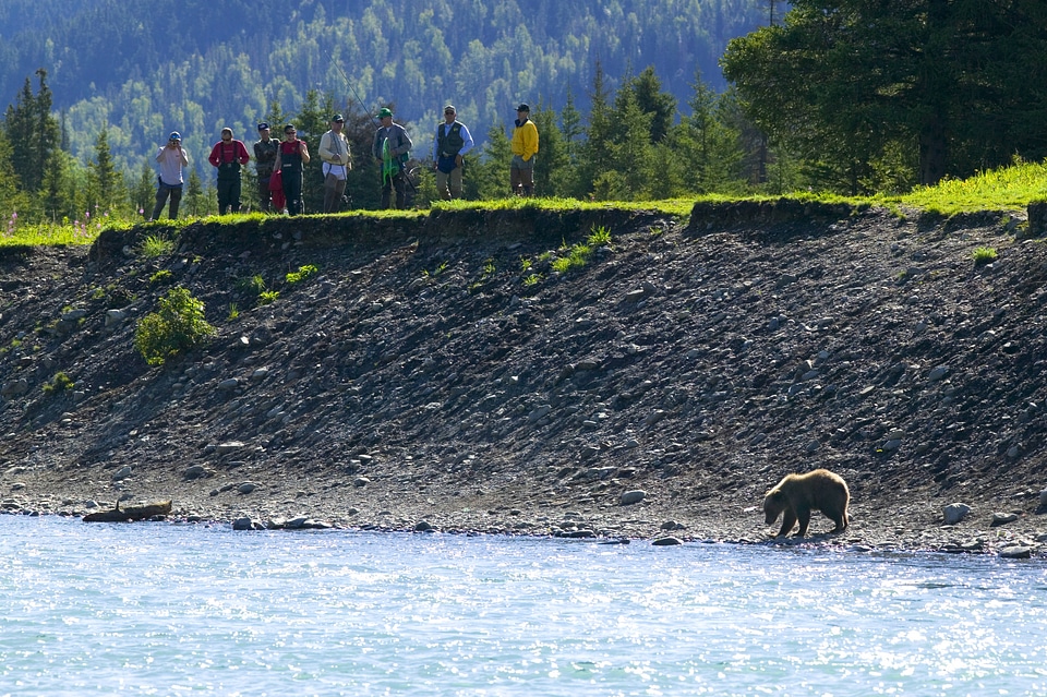 Bear interrupts fishing