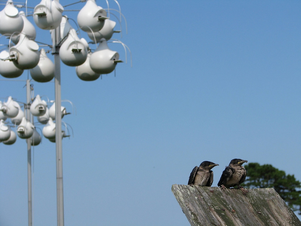 Purple martin chicks