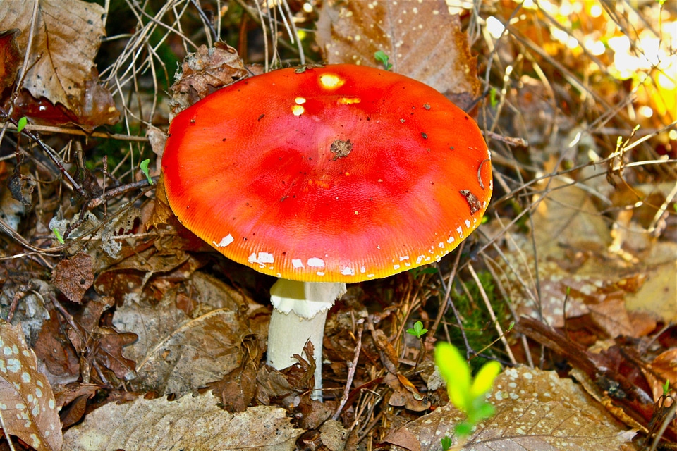 Poisonous toxic orange